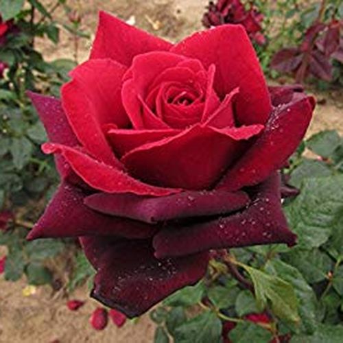 Ciemnoczerwony - Róże pienne - z kwiatami hybrydowo herbacianymi - korona równomiernie ukształtowana